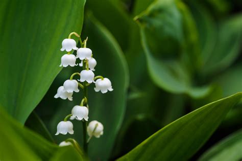 Lily of the Valley .